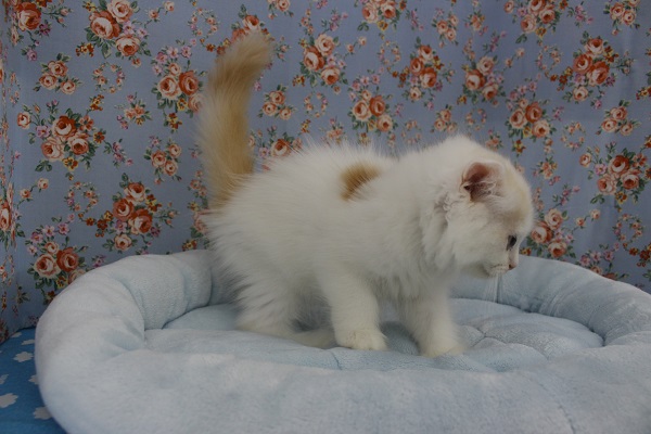 スコティッシュフォールド