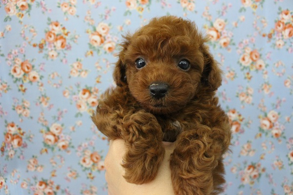 トイプードル