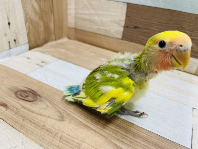 コザクラインコ（小桜インコ）