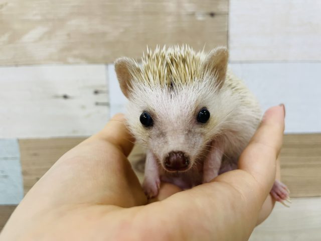 ハリネズミ（ヨツユビハリネズミ）