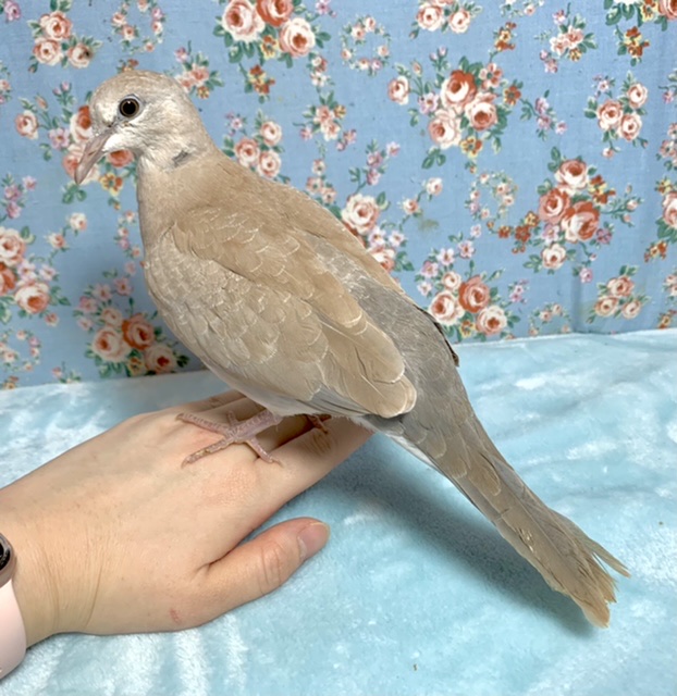 ジュズカケバト