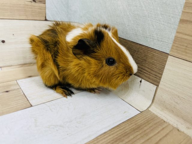 アビシニアンモルモット