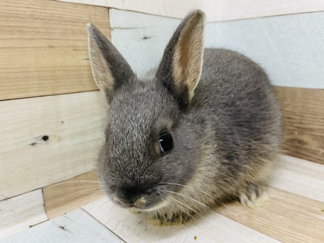 ネザーランドドワーフ