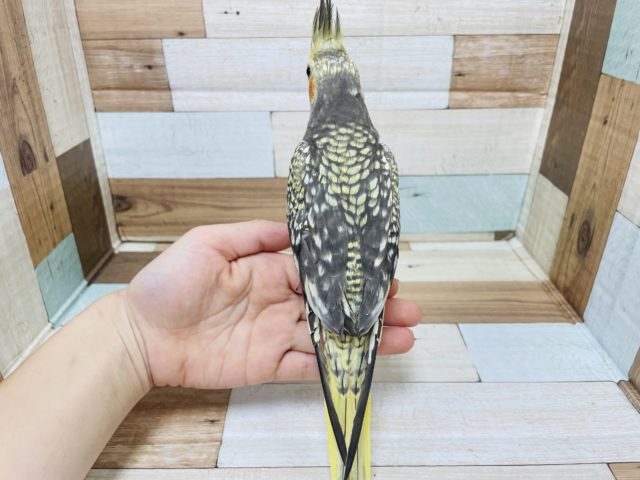 オカメインコ