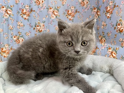 ブリティッシュショートヘア