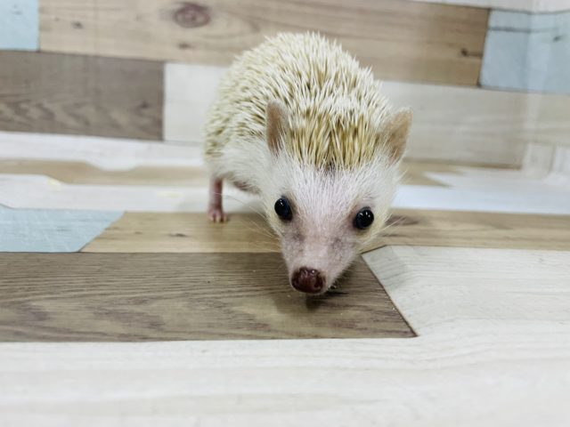 ハリネズミ（ヨツユビハリネズミ）