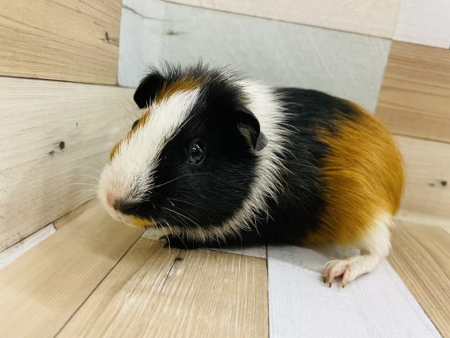 イングリッシュモルモット