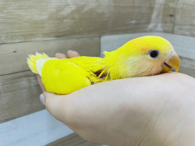 コザクラインコ（小桜インコ）