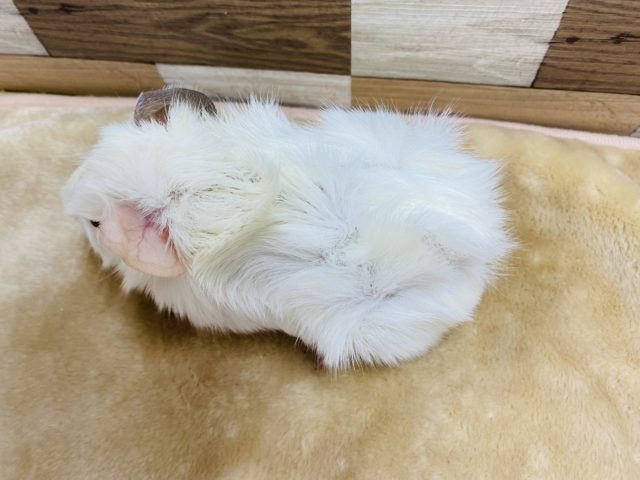 アビシニアンモルモット