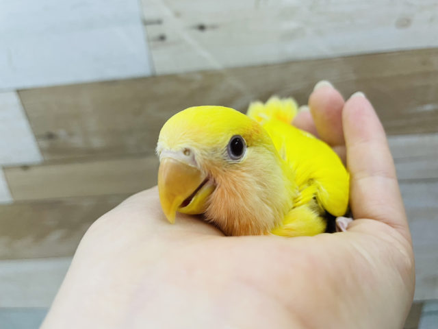 コザクラインコ（小桜インコ）