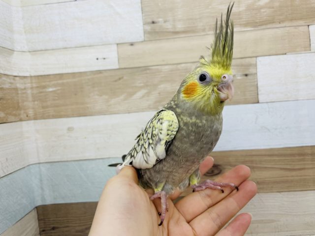 オカメインコ