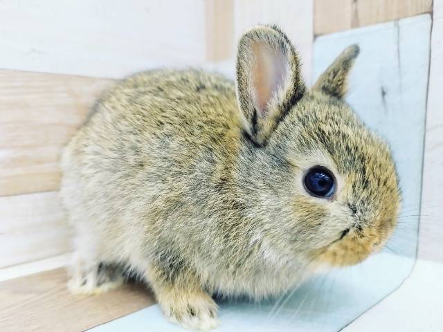 ネザーランドドワーフ