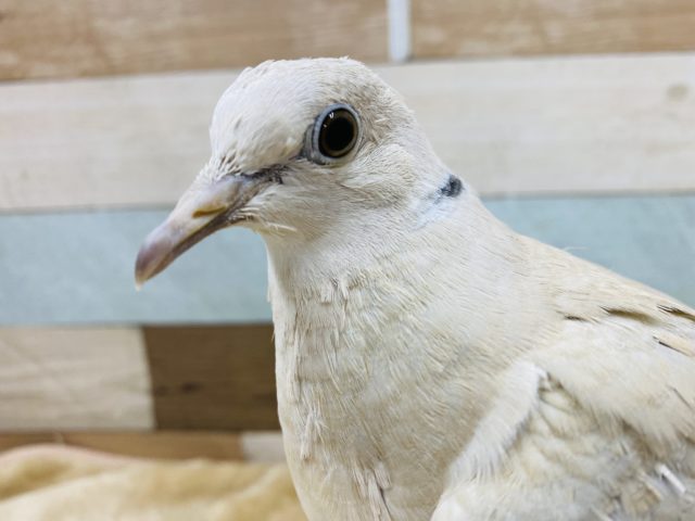 ジュズカケバト