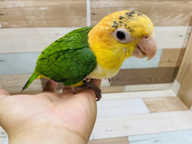 シロハラインコ