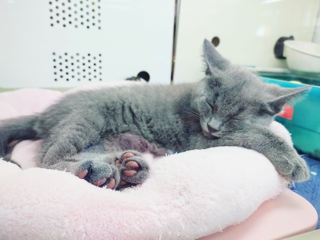 シャルトリュー