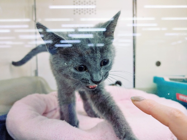 シャルトリュー