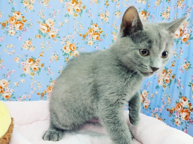 シャルトリュー