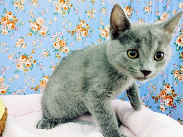 シャルトリュー