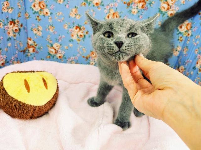 シャルトリュー