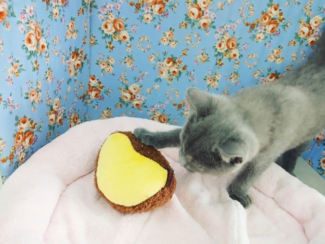 シャルトリュー