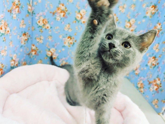 シャルトリュー