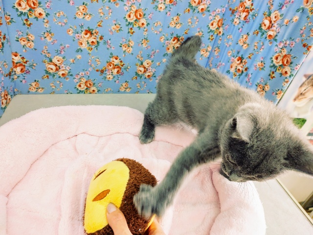 シャルトリュー