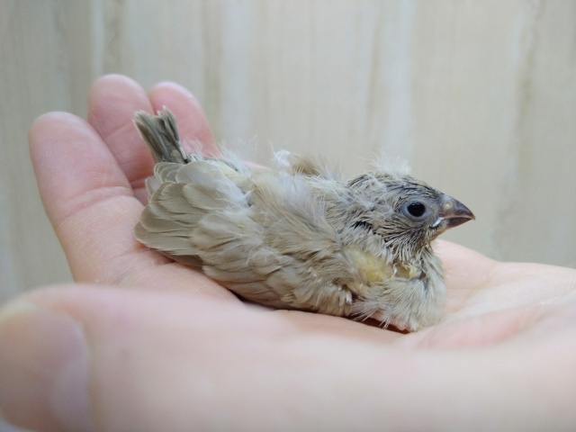 錦花鳥（キンカチョウ）