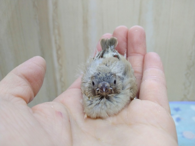 錦花鳥（キンカチョウ）