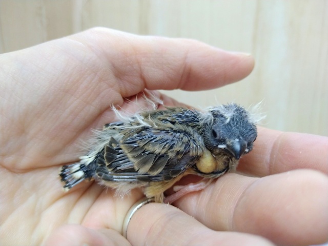 錦花鳥（キンカチョウ）