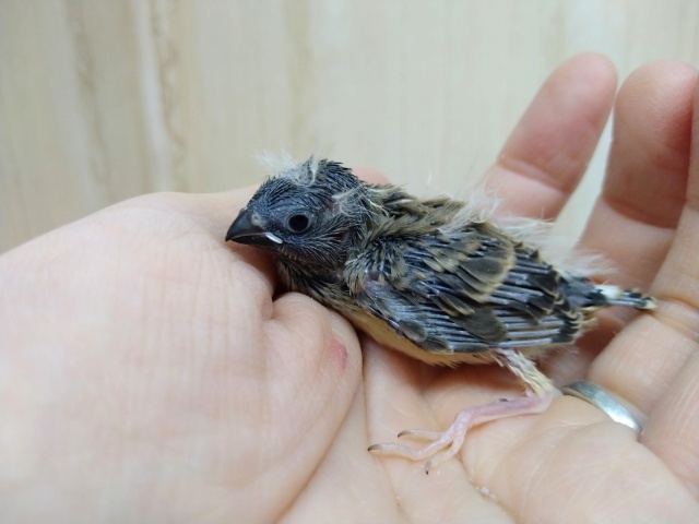 錦花鳥（キンカチョウ）