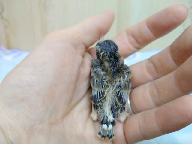 錦花鳥（キンカチョウ）