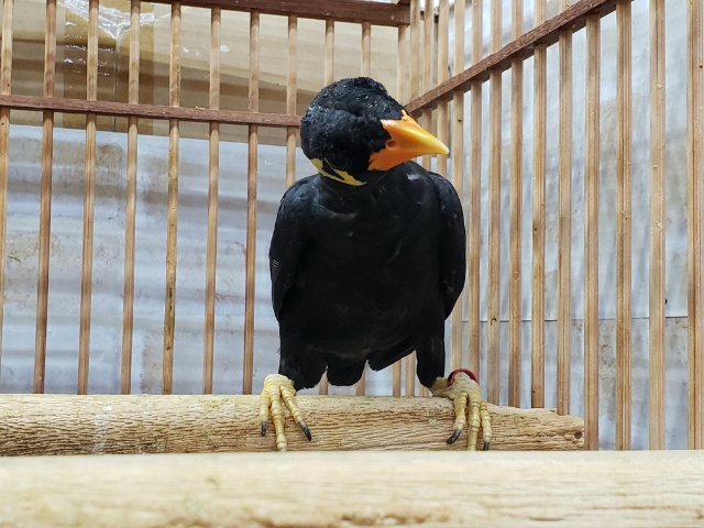 九官鳥（キュウカンチョウ）