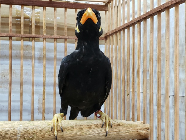 九官鳥（キュウカンチョウ）