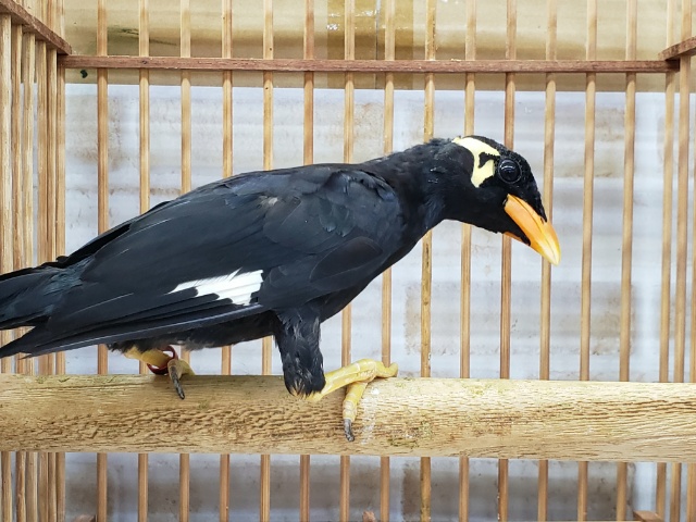 九官鳥（キュウカンチョウ）