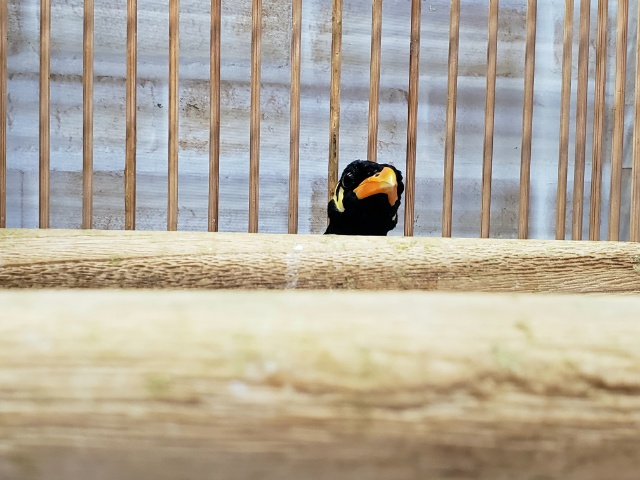 九官鳥（キュウカンチョウ）