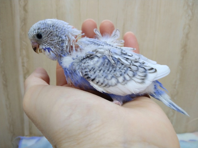 羽衣セキセイインコ