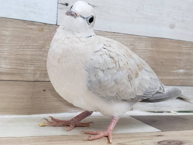 ジュズカケバト