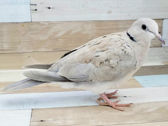 ジュズカケバト