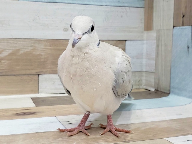 ジュズカケバト