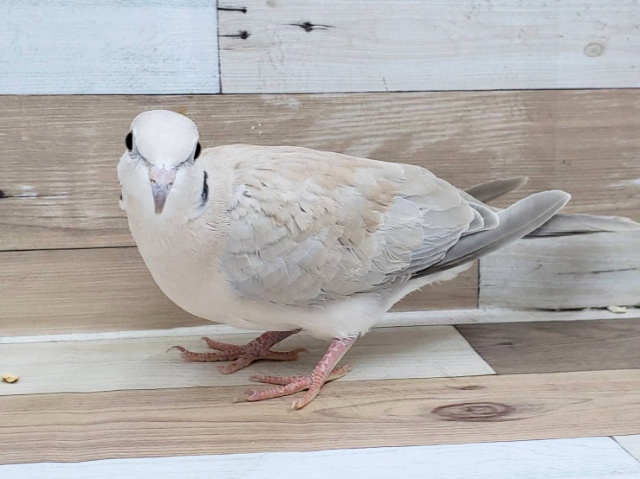 ジュズカケバト