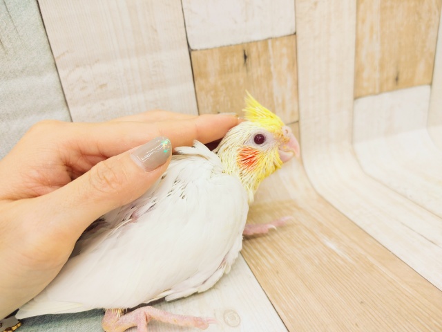 オカメインコ