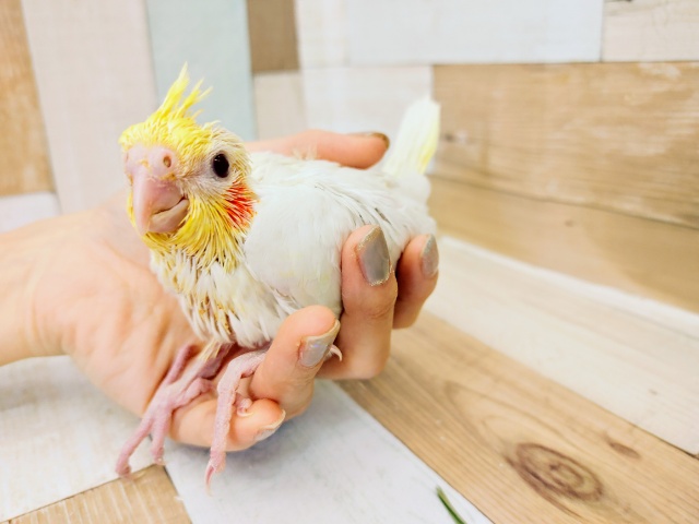 オカメインコ