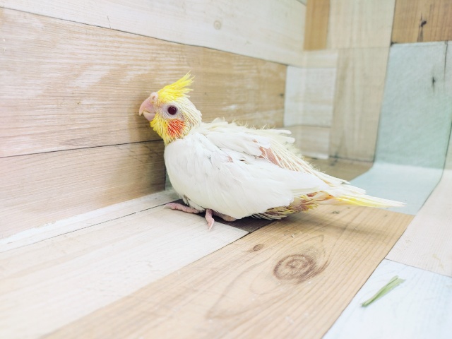 オカメインコ