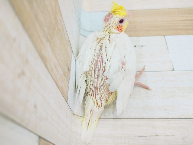 オカメインコ
