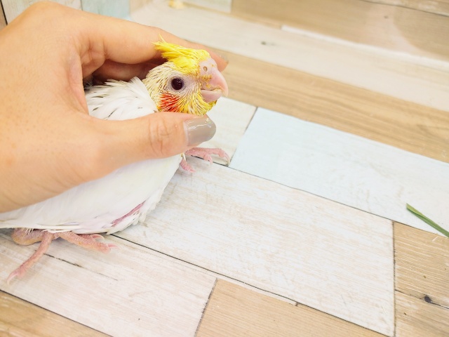 オカメインコ