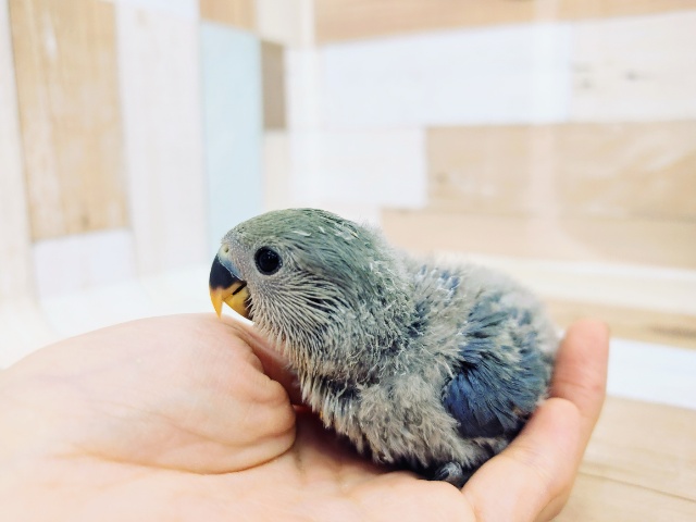 コザクラインコ（小桜インコ）