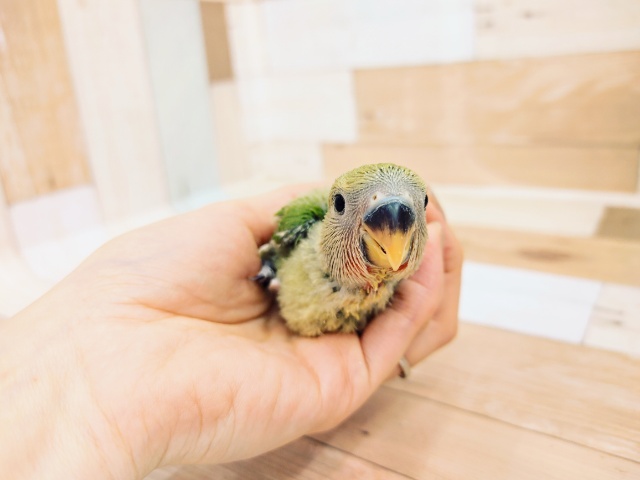 コザクラインコ（小桜インコ）