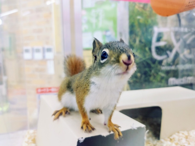 アメリカアカリス