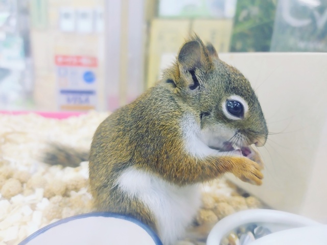 アメリカアカリス