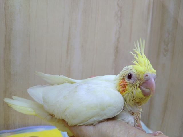オカメインコ